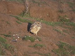 Burrowing Owl, Santa Cruz, California